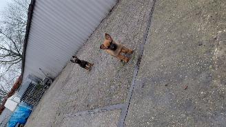 Alle  Mechelse herder  de laatste  aanbieding picture 9