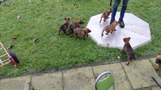 Alle  Megelseherder x duitse herder pups picture 21