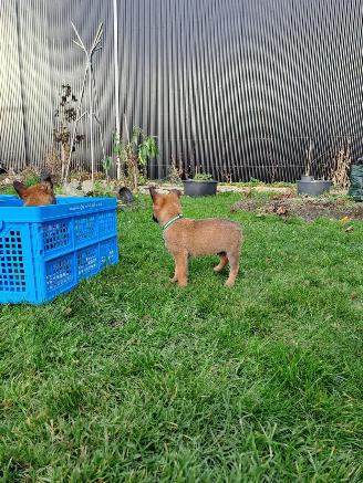 Alle  Megelseherder x duitse herder pups picture 14