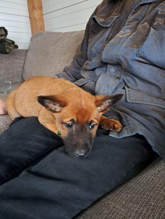 Alle  Megelseherder x duitse herder pups picture 5