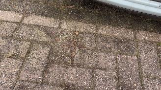 Renault Twingo Weinig km picture 39